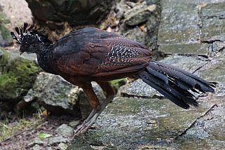 Crax rubra - Tuberkelhokko (Knopfschnabelhokko, Zimthokko)